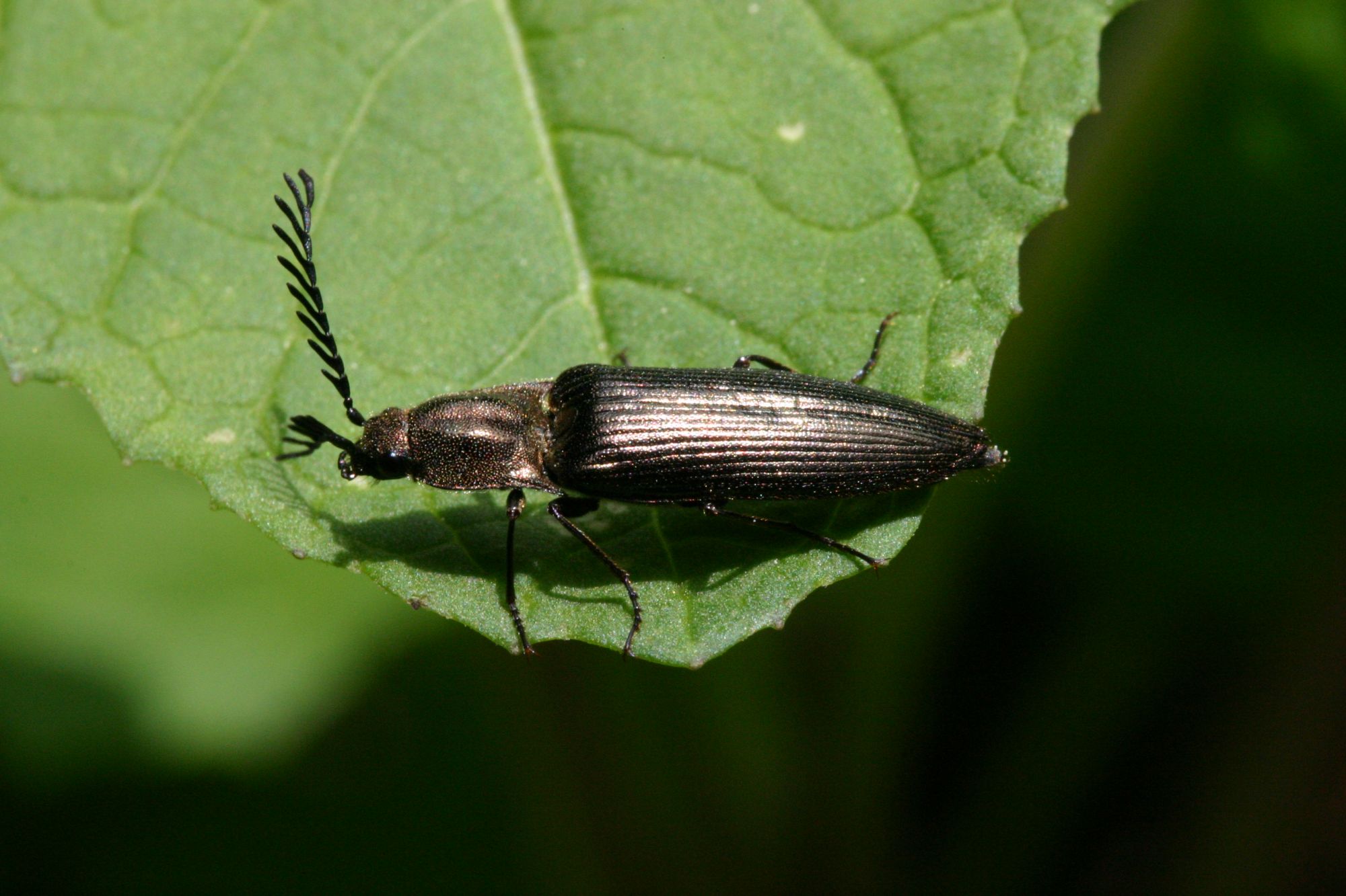 Identificazione elateride: Ctenicera pectinicornis